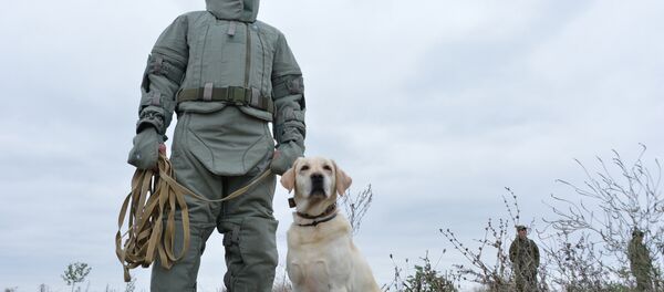 فرقة إزالة الألغام فرقة إزالة الألغام - سبوتنيك عربي