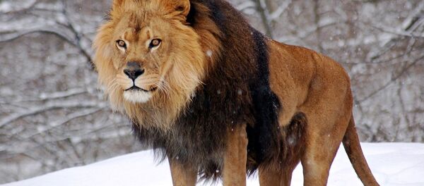 أسد - سبوتنيك عربي