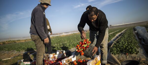 موسم جمع الفراولة - سبوتنيك عربي