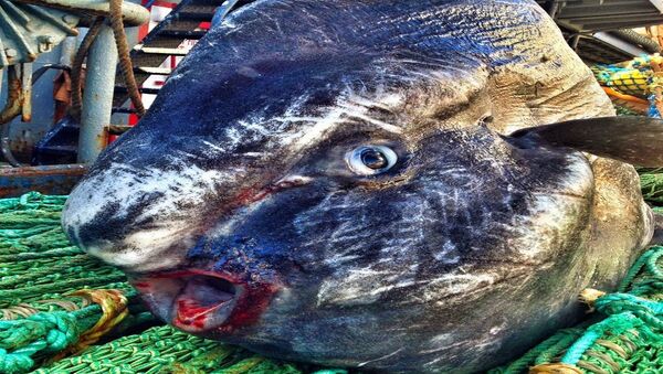 مخلوقات بحرية غريبة مخلوقات بحرية غريبة - سبوتنيك عربي