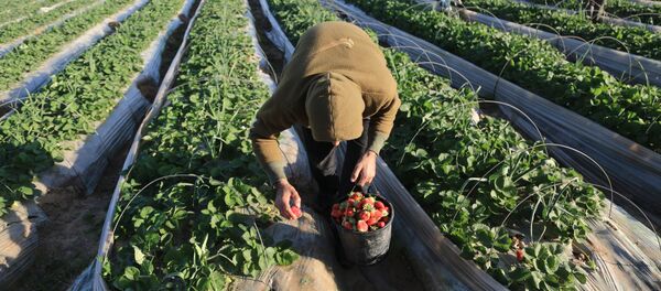 غزة تصدر الذهب الأحمر للعالم - سبوتنيك عربي