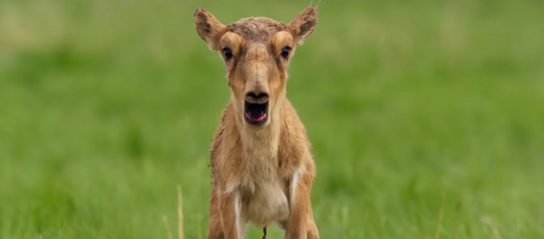 حيوانات تصرخ كالبشر - سبوتنيك عربي