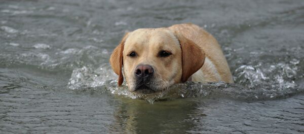 Dog swimming lessons - سبوتنيك عربي