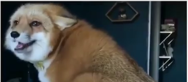 ثعلب يتلقى هدية - سبوتنيك عربي