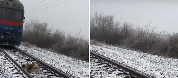 كلب يقضي يومين على القضبان لإنقاذ صديقته - سبوتنيك عربي