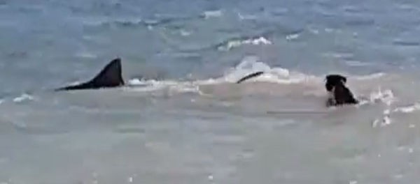 قرش يهرب من كلب - سبوتنيك عربي