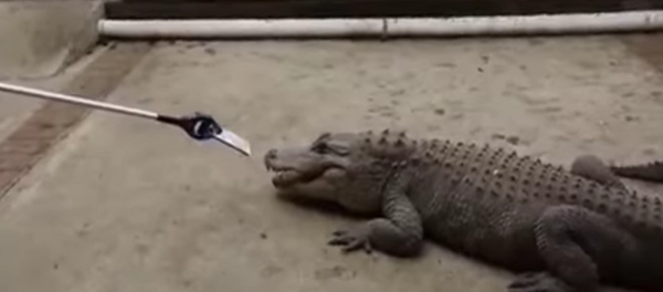 تمساح يختبر قوة جهاز أيفون 7 - سبوتنيك عربي