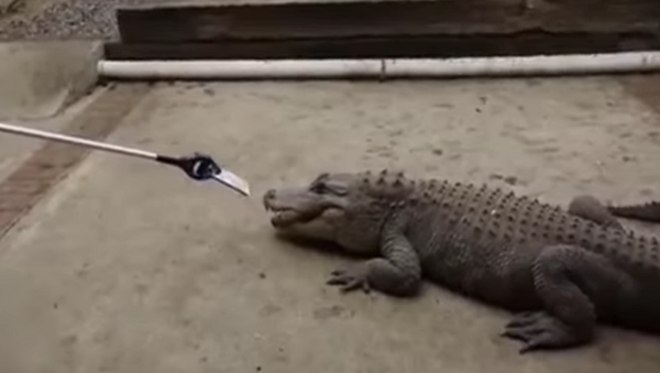 تمساح يختبر قوة جهاز أيفون 7 - سبوتنيك عربي