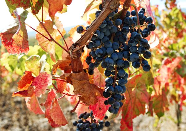 عنب - سبوتنيك عربي