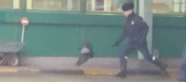 غراب يسرق جواز سفر ويطير هاربا - سبوتنيك عربي