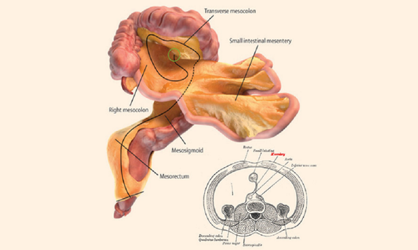 اكتشاف عضو جديد في بطن الإنسان - سبوتنيك عربي