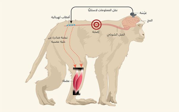 رسم توضيحي لتوصيل الإشارات بين المخ والعضلة - سبوتنيك عربي