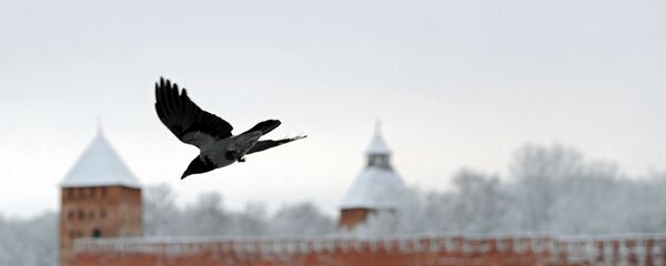 الغراب السارق - سبوتنيك عربي