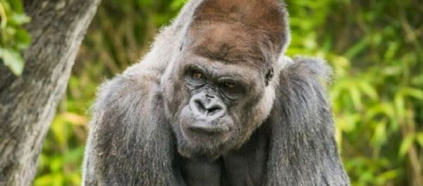 الغوريلا بياك قبل وفاته - سبوتنيك عربي