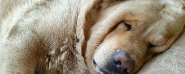 كلب - سبوتنيك عربي