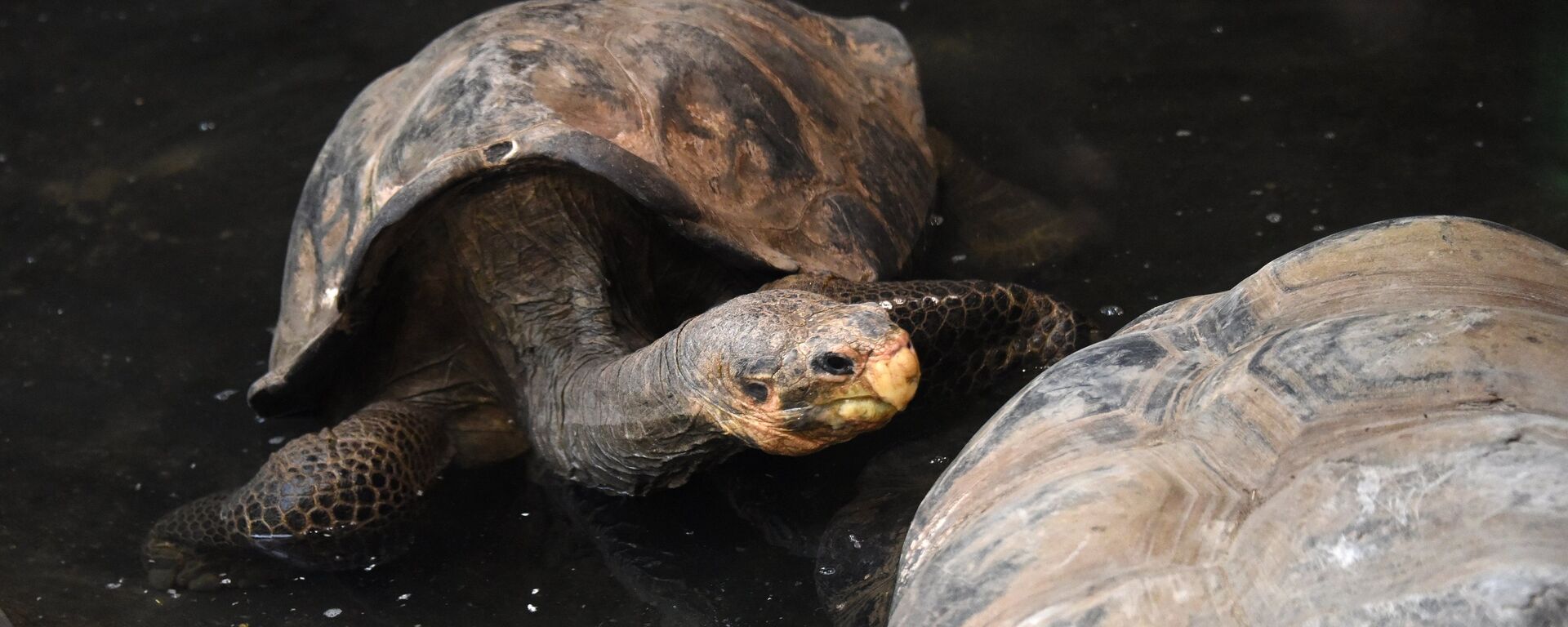 سلحفاة - سبوتنيك عربي, 1920, 20.08.2021