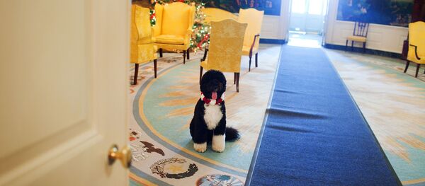 كلب الرئيس الأمريكي باراك أوباما - سبوتنيك عربي