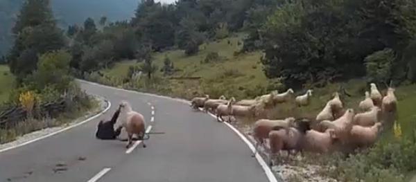 خروف ينتقم من امراة وسط الطريق - سبوتنيك عربي