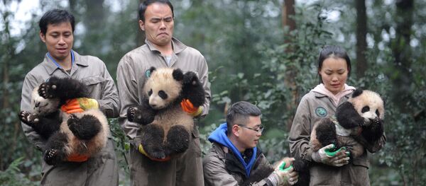 موظفون صينيون (بقسم حماية الحيوان) يحملون صغار دب الباندا خلال فعالية الاحتفال برأس السنة الصينية في مقاطعة سيتشوان، الصين 11 يناير/ كانون الثاني 2017 - سبوتنيك عربي