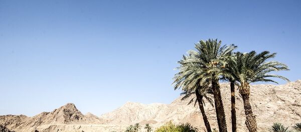 التمر هو أهم المحاصيل الشعبية في مدينة تاباس التمر هو أهم المحاصيل الشعبية في مدينة تاباس - سبوتنيك عربي