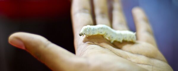 دودة دودة - سبوتنيك عربي