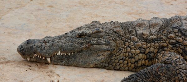 تمساح - سبوتنيك عربي