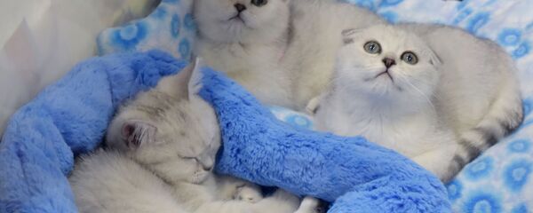 قطط قطط - سبوتنيك عربي