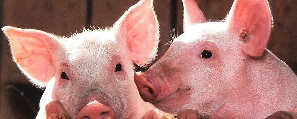 خنزير - سبوتنيك عربي