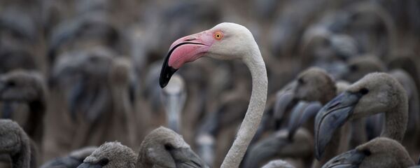 طائر الفلامينغو - سبوتنيك عربي