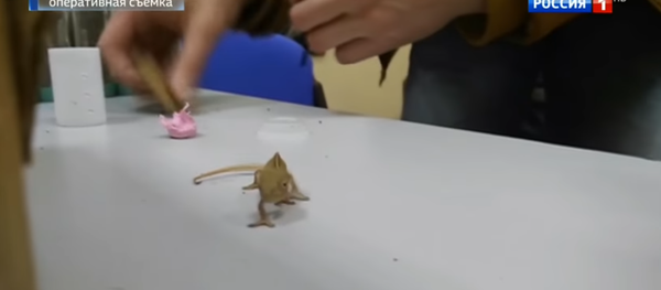 الزواحف داخل حقيبة مسافر قادم من دبي - سبوتنيك عربي