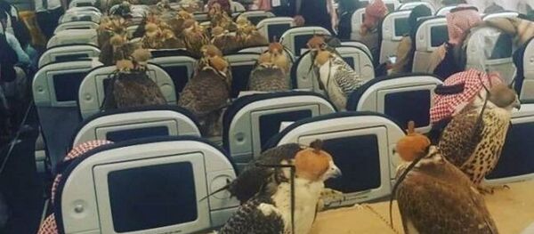 صقور في الطائرة - سبوتنيك عربي