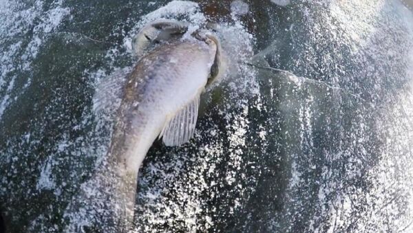 سمكتان - سبوتنيك عربي