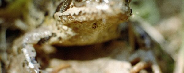 ضفدع - سبوتنيك عربي