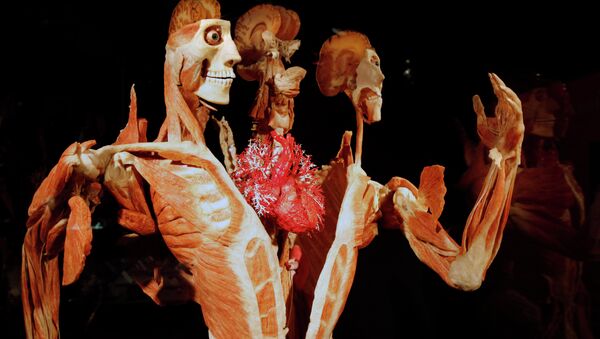 Gunther von Hagens' Body Worlds & The Story of the Heart on exhibit at the Buffalo Museum of Science in Buffalo, New York - سبوتنيك عربي