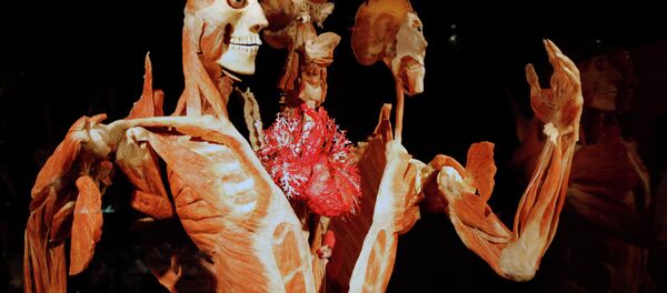 Gunther von Hagens' Body Worlds & The Story of the Heart on exhibit at the Buffalo Museum of Science in Buffalo, New York - سبوتنيك عربي