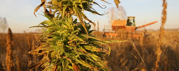 الماريجوانا الماريجوانا - سبوتنيك عربي