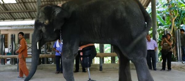 فيل بقدم اصطناعية - سبوتنيك عربي