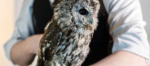 طائر البوم على يد صاحبه خلال لقاء لمحبي طيور البوم في موسكو - سبوتنيك عربي