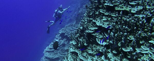 شعب مرجانية - سبوتنيك عربي