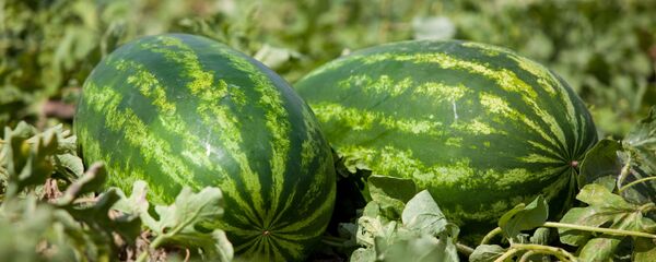 بطيخ بطيخ - سبوتنيك عربي