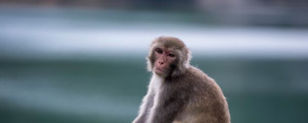 A macaque monkey sits on a fence in a country park in Hong Kong. - سبوتنيك عربي