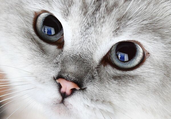 إشارة صفحة موقع للتواصل الاجتماعي فيسبوك تنعكس في عيون قط - سبوتنيك عربي