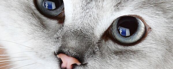 إشارة صفحة موقع للتواصل الاجتماعي فيسبوك تنعكس في عيون قط إشارة صفحة موقع للتواصل الاجتماعي فيسبوك تنعكس في عيون قط - سبوتنيك عربي