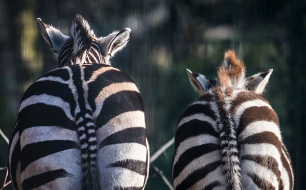 إثنان من حيوان الزيبرا (الحمار المخطط في حديقة  دورتموندا، ألمانيا 12 فبراير/ شباط 2017 - سبوتنيك عربي