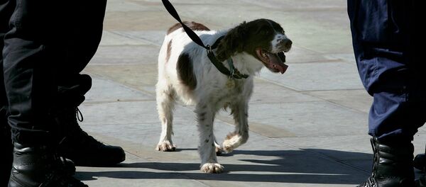 كلب صورة تعبيرية - سبوتنيك عربي