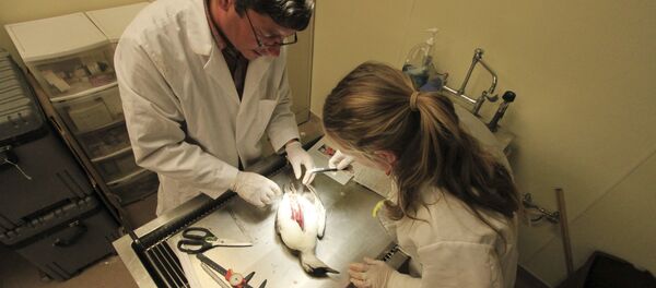 جثة بطريق - سبوتنيك عربي