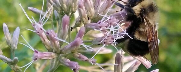 نحلة العسل - سبوتنيك عربي