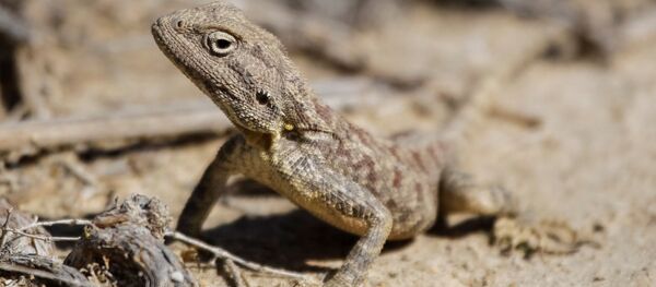 سحلية سحلية - سبوتنيك عربي