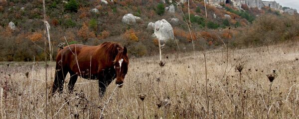 حصان - سبوتنيك عربي