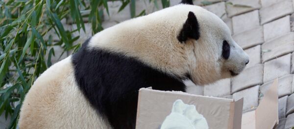 الباندا باو باو الباندا باو باو - سبوتنيك عربي